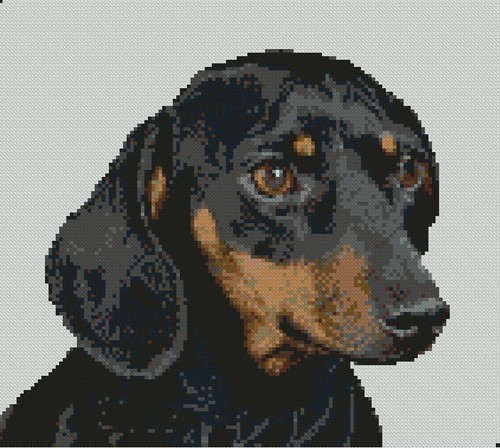 Dachshund puppy sausage - puppy,