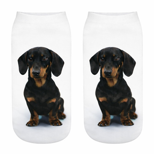 Dachshund dog cute trainer - dachshund,