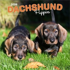 Dachshund Puppies 2026 Square