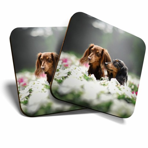 Coasters dachshund - x,