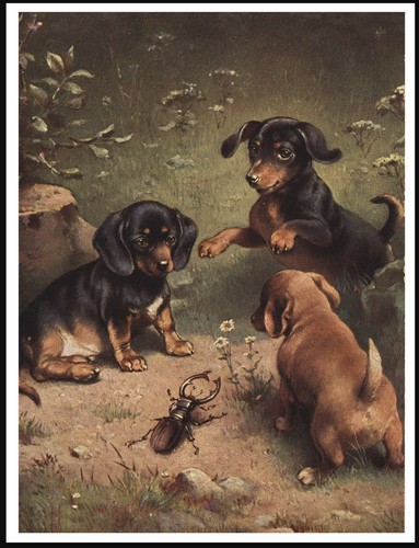 Dachshund puppies and beetle - dachshund,