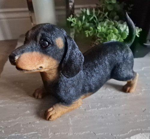Cute black and - and, dachshund