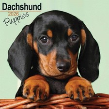 Dachshund Puppies Calendar
