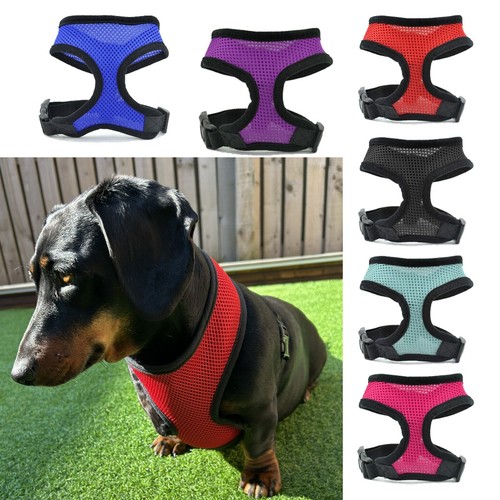 Dog harness for dachshunds - dog,